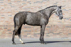 Sky van Molenveld 2.jpg