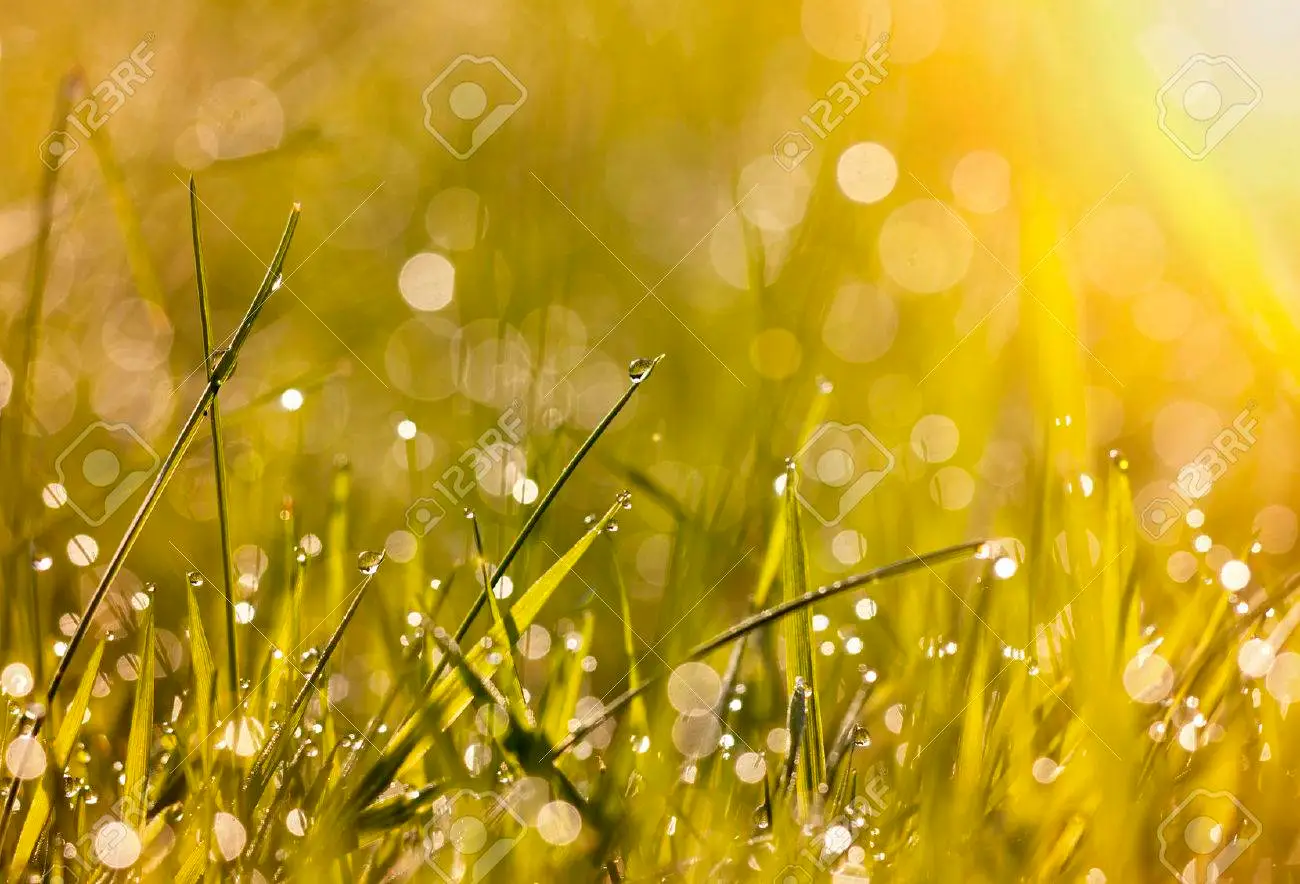 42633130-schöne-gras-mit-tropfen-tau-im-morgenlicht.webp