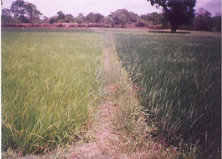 SRI and non-SRI fields in Sri Lanka