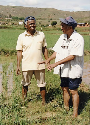SRI by Tefy Saina in Madagascar