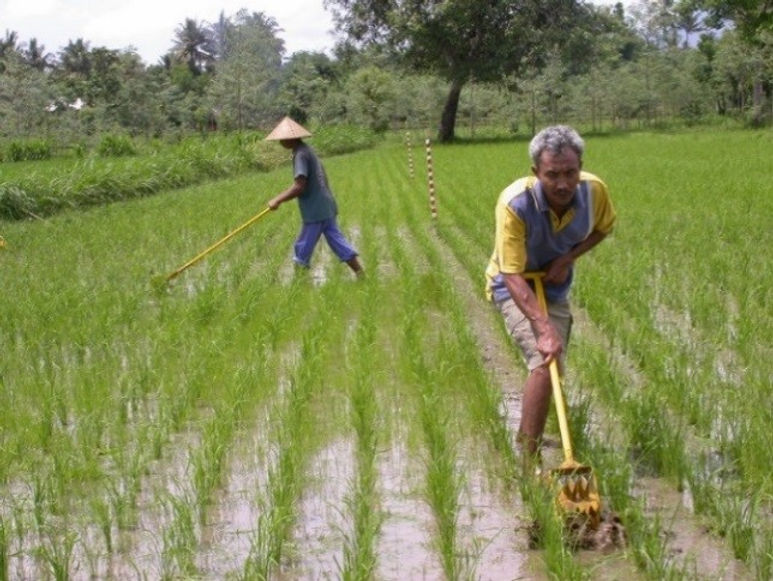 SRI planting technique