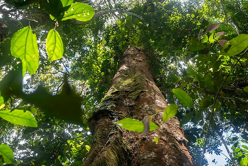 arbol shihuahuaco2.jpg