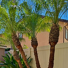 Backyard palms trimmed nicely in Rosemead, CA