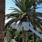 Palm tree in Fontana, CA