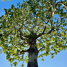 Tree pruned in Sierra Madre, CA
