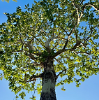 Pruned tree in Fontana, CA