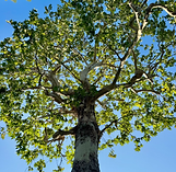 Tree pruning done in Claremont, CA