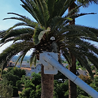 Tree Trimming in Yorba Linda, CA