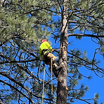 redlands-tree-trimming_edited_edited.jpg