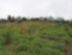 Picture2.jpg