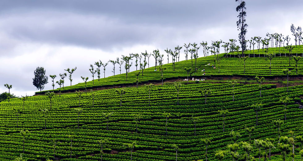 Cherico blog creatives (5).jpg