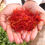 Thumbnail: Kashmir Saffron