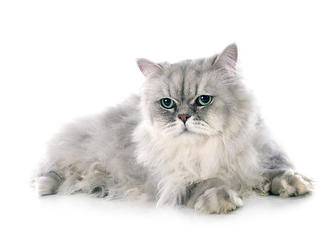 persian-cat-2021-08-26-17-35-23-utc.jpg