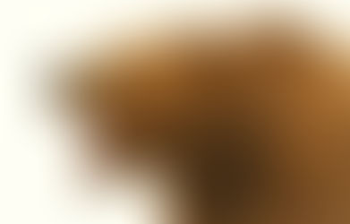 コマったクマよりコマった市の対応