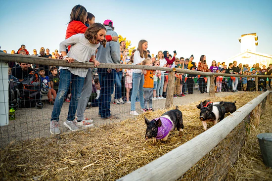 PigRace_PigsRacing2_RJ_550x.webp