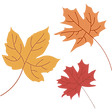 A collection of fall leaves