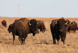two buffalo standing in a field