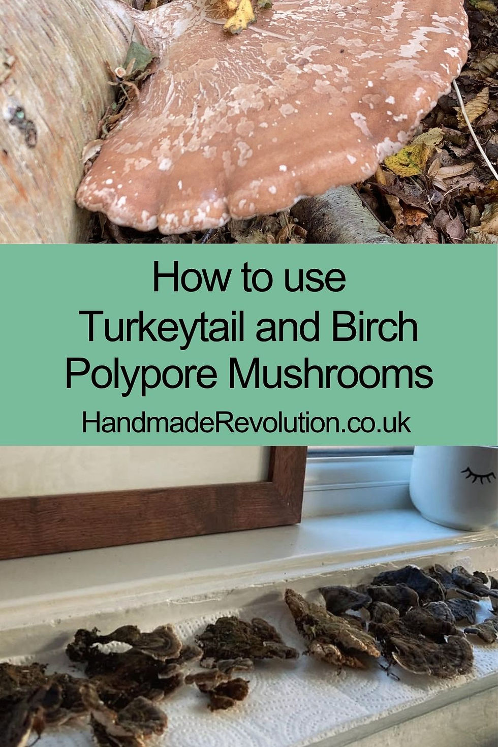 Guidance for Foraging Turkey Tail and Birch Polypore mushrooms