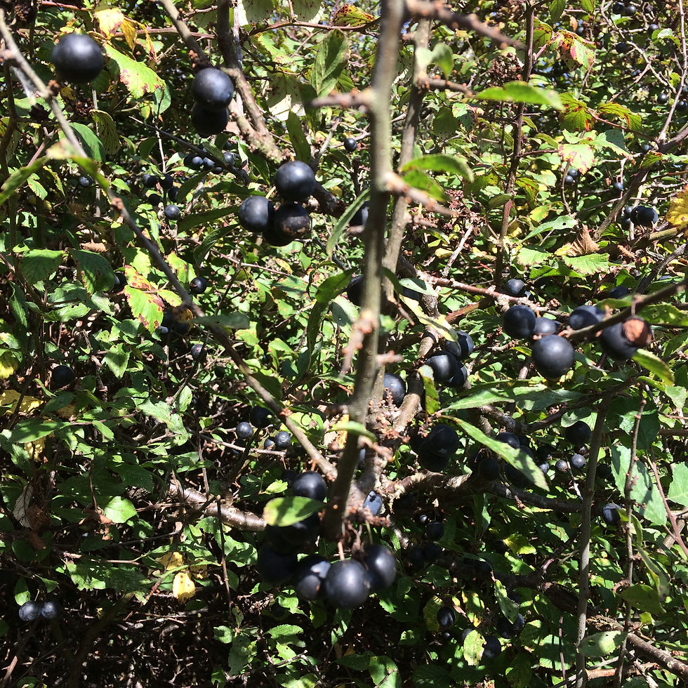 Sloe Berries on a bush