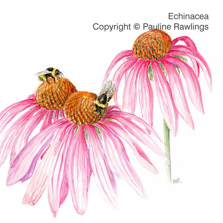 echinacea_rawlings