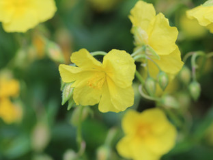 植物の言葉、メッセージ