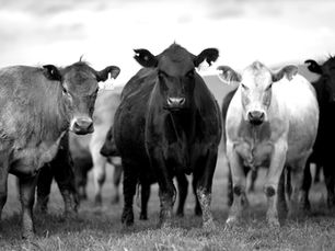 what does livestock insurance cover