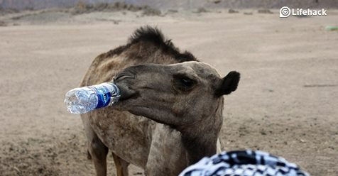 10 Incredible Benefits of Staying Hydrated