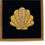 Thumbnail: Golden shell brooch/pin