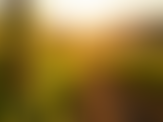 Experience the Elegance of Anthony D'or Wines