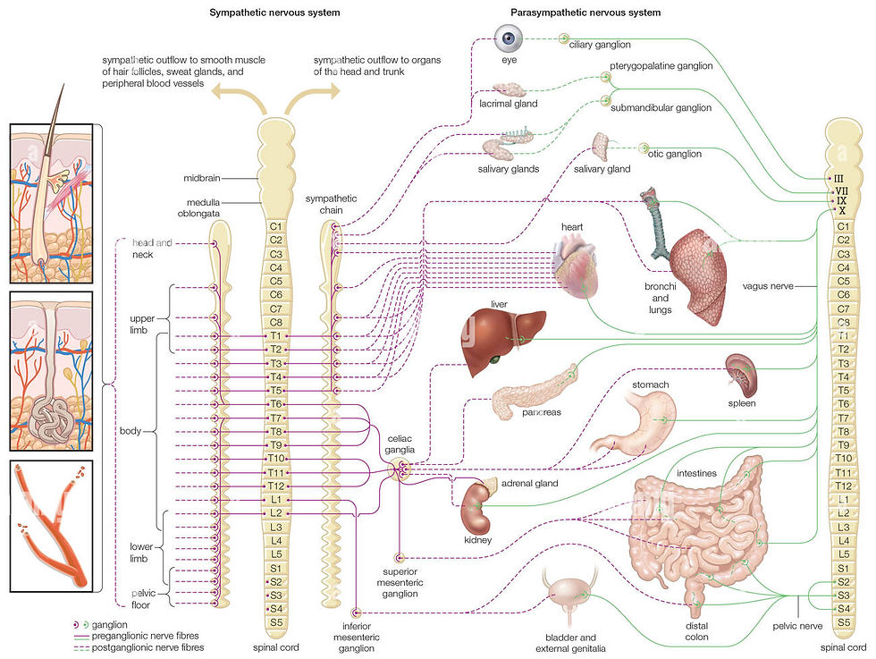 Autonomic nervous system diagram