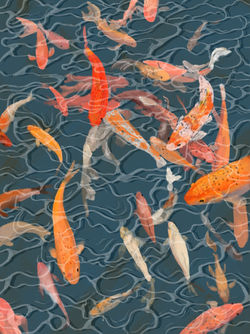 Koi Fish