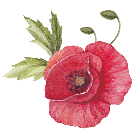 Watercolor Red Poppy