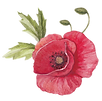 Papaver met Bladeren