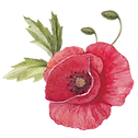 Poppy with Leaves