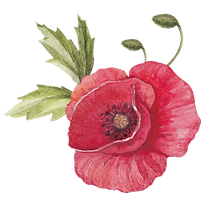 Poppy avec feuilles