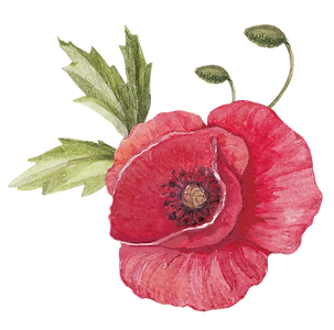 Poppy avec feuilles