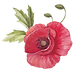 Poppy avec feuilles