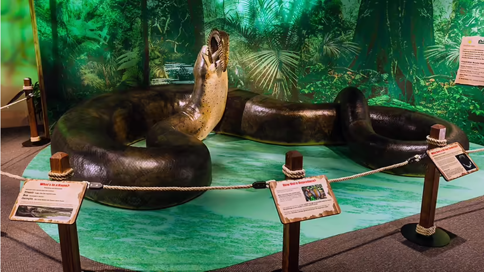 Lifesize model of a Titanoboa.