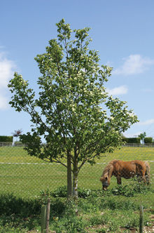 Dió (Juglansregia)