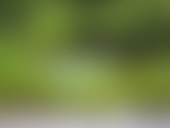 Gyógynövények kerti tavakhoz