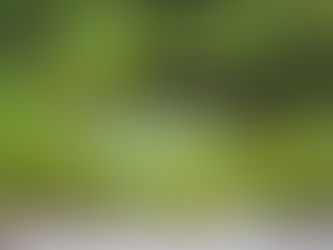 Gyógynövények kerti tavakhoz