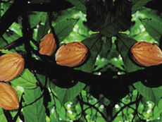 A kakaó