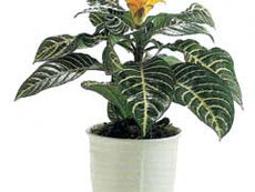 Afelandra