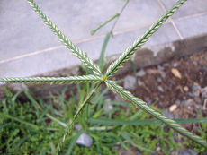 Bahama grass: a mindent kibíró fű