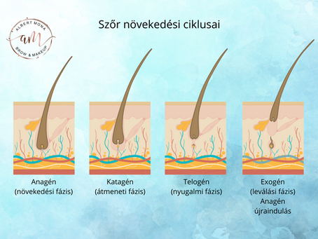 A szőr növekedési ciklusai