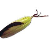 Medvehagyma