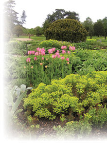 Custom alt text