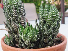 Haworthia nemzetség