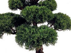 Saját bonsai kialakítása