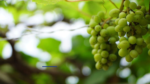 Rooted in the Same Vine: A Lenten Gathering for Women Religious and Charism Carriers